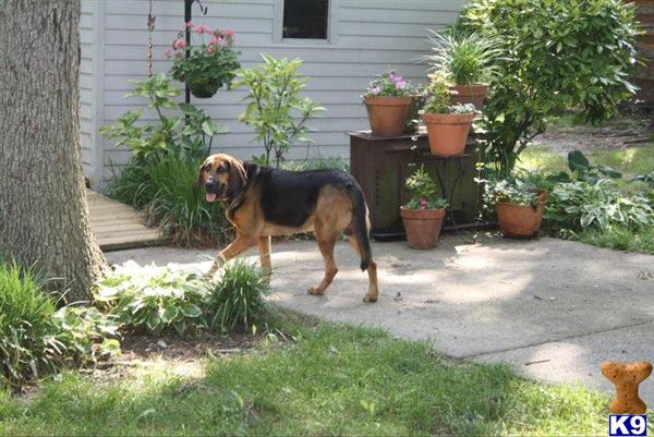 Stud Dogs - Bloodhound